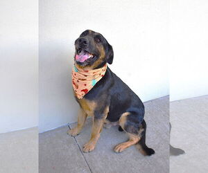 German Shepherd Dog-Unknown Mix Dogs for adoption in McKinney, TX, USA