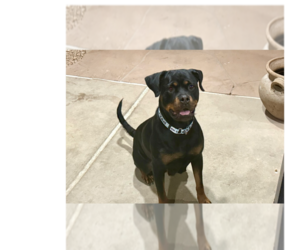 Rottweiler Dogs for adoption in Gilbert, AZ, USA