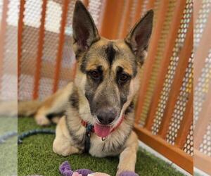German Shepherd Dog-Unknown Mix Dogs for adoption in Las Vegas, NV, USA