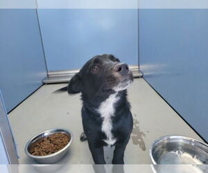 Pembroke Welsh Corgi-Unknown Mix Dogs for adoption in San Bernardino, CA, USA