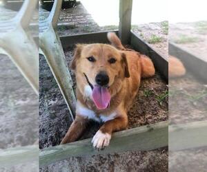 Gollie Dogs for adoption in Orangeburg, SC, USA