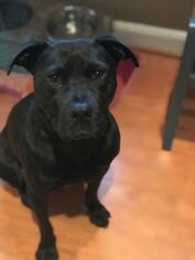 Labrador Retriever-Unknown Mix Dogs for adoption in Derwood, MD, USA
