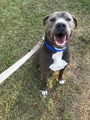 American Pit Bull Terrier Dogs for adoption in Williston, FL, USA