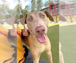Labrador Retriever-Unknown Mix Dogs for adoption in Naples, FL, USA