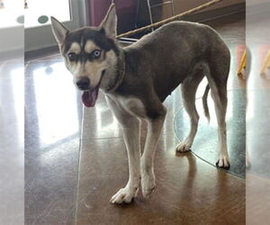 Siberian Husky Dogs for adoption in Texas City, TX, USA