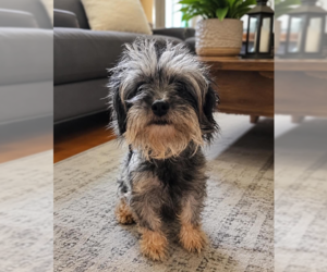 Mutt Dogs for adoption in Cranston, RI, USA