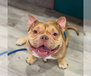 Bulldog-Unknown Mix Dogs for adoption in Las Vegas, NV, USA