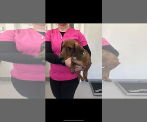 Dachshund Dogs for adoption in Buffalo, MN, USA