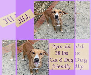 Labrador Retriever-Unknown Mix Dogs for adoption in Woodbury, NY, USA