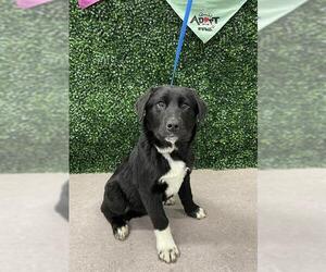 Medium Photo #1 Labrador Retriever-Unknown Mix Puppy For Sale in Grasswood, Saskatchewan, Canada