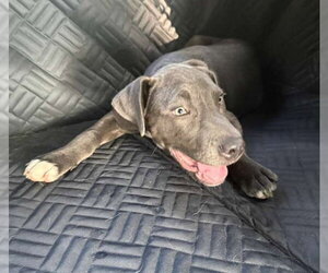 Labrador Retriever-Unknown Mix Dogs for adoption in The Woodlands, TX, USA