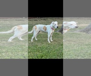 Labrador Retriever Dogs for adoption in Dallas, TX, USA