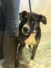 Mutt Dogs for adoption in Chillicothe, OH, USA