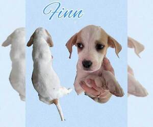 Basset Hound-Unknown Mix Dogs for adoption in Deepwater, NJ, USA