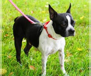Boston Terrier Dogs for adoption in Holly Springs, NC, USA