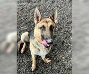 German Shepherd Dog Dogs for adoption in Woodland, CA, USA