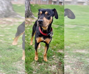 Rottweiler-Unknown Mix Dogs for adoption in Minneapolis, MN, USA