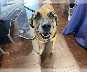 Mutt Dogs for adoption in Minneapolis, MN, USA