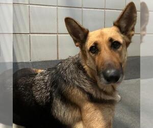 German Shepherd Dog Dogs for adoption in San Antonio, TX, USA