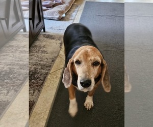 Beagle Dogs for adoption in Las Vegas, NV, USA