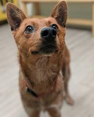 Australian Cattle Dog Dogs for adoption in San Francisco, CA, USA