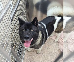 Akita Dogs for adoption in Martinsburg, WV, USA