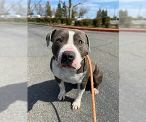 American Pit Bull Terrier-American Staffordshire Terrier Mix Dogs for adoption in Woodland, CA, USA