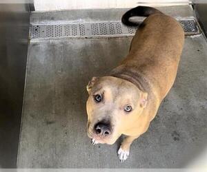 Mutt Dogs for adoption in Orange, CA, USA