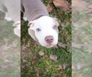 American Bulldog Dogs for adoption in Tallahassee, FL, USA