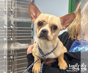 French Bulldog-Unknown Mix Dogs for adoption in Washington, DC, USA