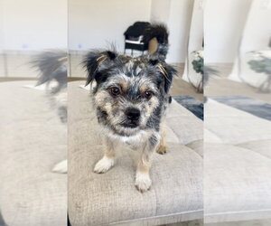 Border Terrier-Unknown Mix Dogs for adoption in Brewster, NY, USA