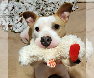 American Staffordshire Terrier Dogs for adoption in Techny, IL, USA