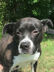 Mutt Dogs for adoption in SHELTER  IS LOCATED ON:      Mt Moriah Rd., Winton, NC, USA