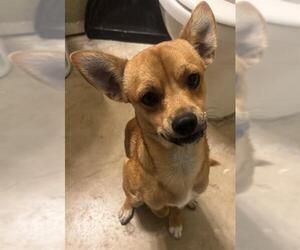 Mutt Dogs for adoption in San Antonio, TX, USA