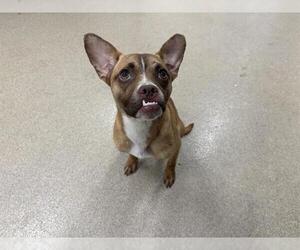 Chihuahua-Unknown Mix Dogs for adoption in Grand Prairie, TX, USA