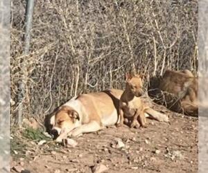 Bernese Mountain Dog Dogs for adoption in Chandler, AZ, USA