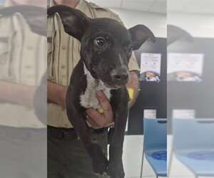 Mutt Dogs for adoption in Temple, TX, USA