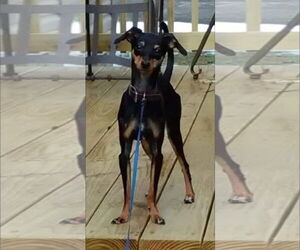 Miniature Pinscher Dogs for adoption in Alexander, AR, USA