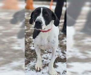Mutt Dogs for adoption in Oskaloosa, IA, USA