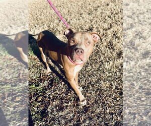 Mutt Dogs for adoption in Glen Allen, VA, USA