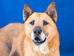 Medium Photo #1 Akita-German Shepherd Dog Mix Puppy For Sale in Pasadena, CA, USA