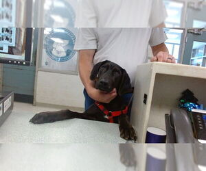 Mutt Dogs for adoption in Oklahoma City, OK, USA