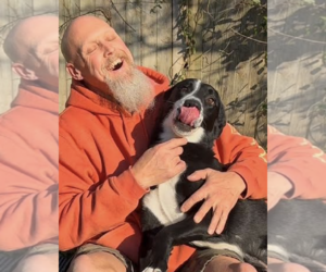 Borador Dogs for adoption in Thomasville, NC, USA