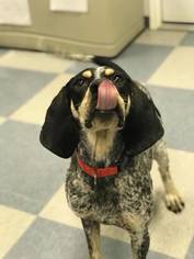 Bluetick Coonhound Dogs for adoption in Toms River, NJ, USA