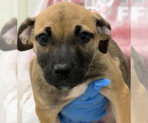 American Staffordshire Terrier-Weimaraner Mix Dogs for adoption in Canfield, OH, USA
