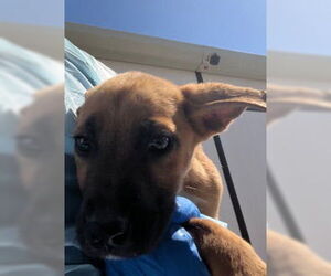 American Pit Bull Terrier-German Shepherd Dog Mix Dogs for adoption in Stockton, CA, USA
