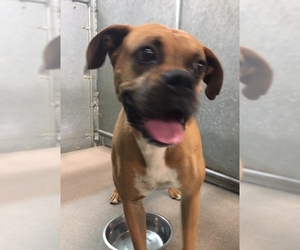 Boxer Dogs for adoption in HESPERIA, CA, USA