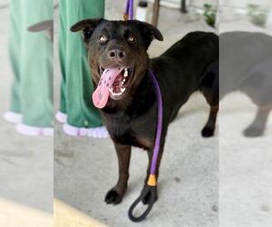 German Shepherd Dog-Unknown Mix Dogs for adoption in Conroe, TX, USA