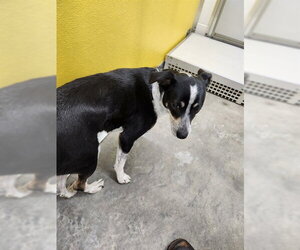 Mutt Dogs for adoption in Temple, TX, USA