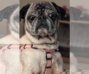 Pug Dogs for adoption in Greensboro, NC, USA